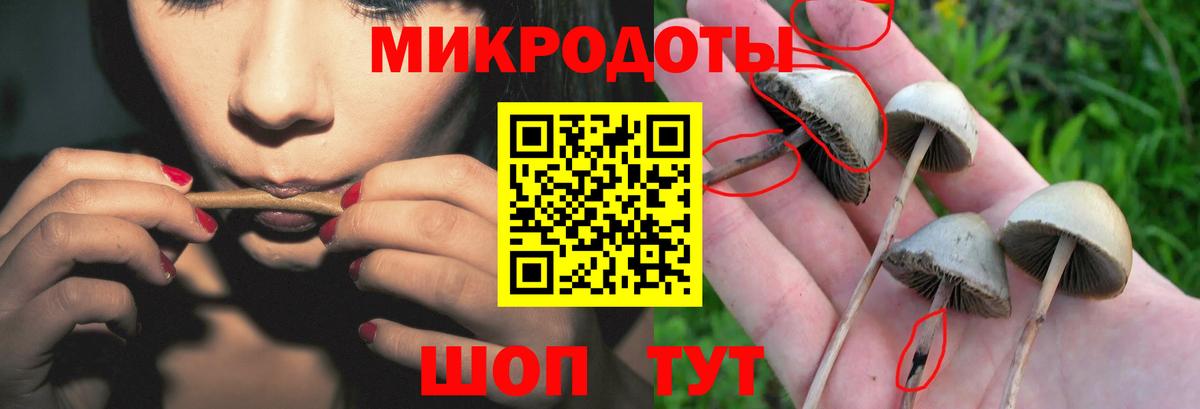 Псилоцибиновые грибы Cubensis Советская Гавань